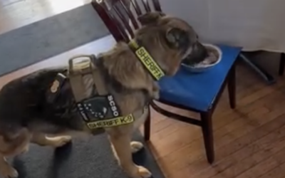 K-9 Sgt. Lanzer visits Cafe Azzurro